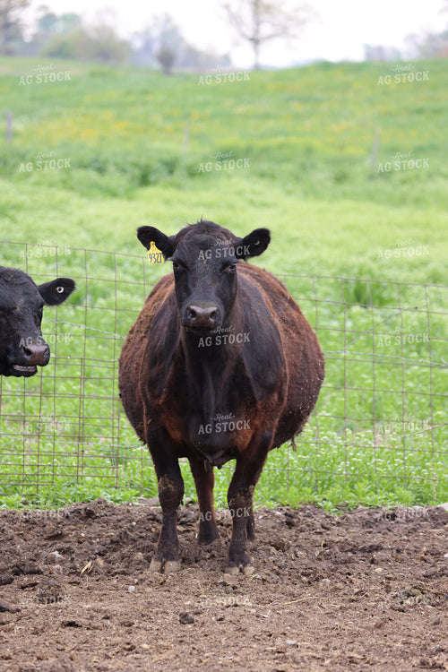 Cattle on Pasture 160301
