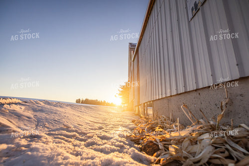 Sunrise on a Dairy Farm 270684