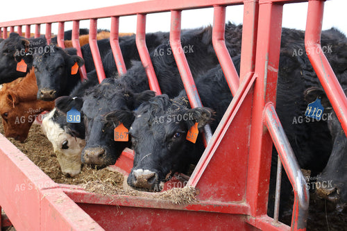Angus Cattle in Pen 82180
