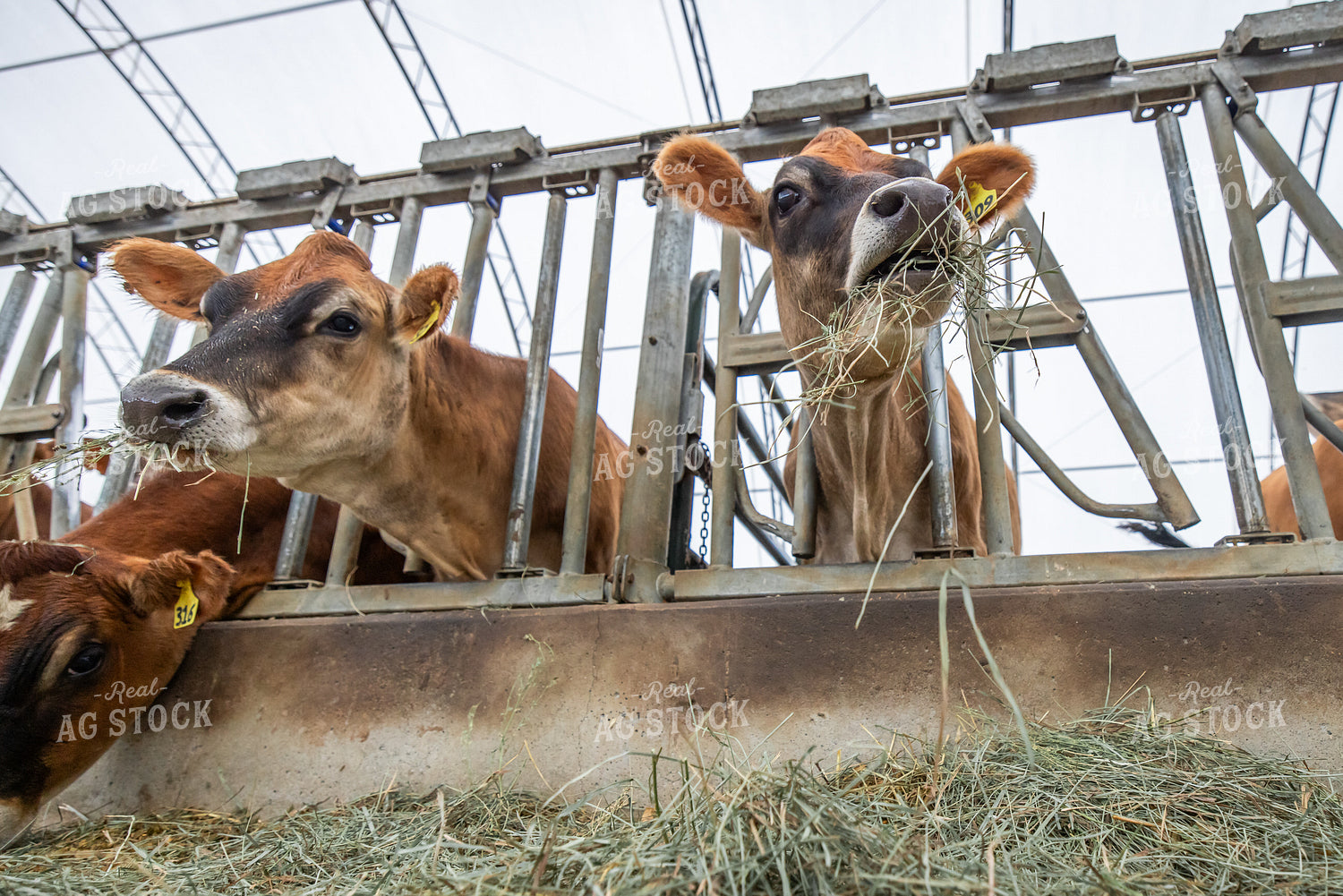 Jersey Cattle Eating in Barn 270458