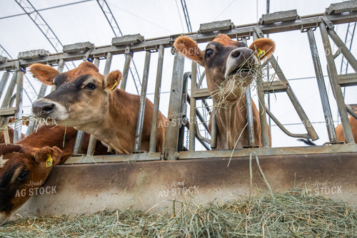 Jersey Cattle Eating in Barn 270458