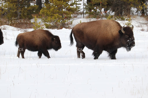 American Bison 102045