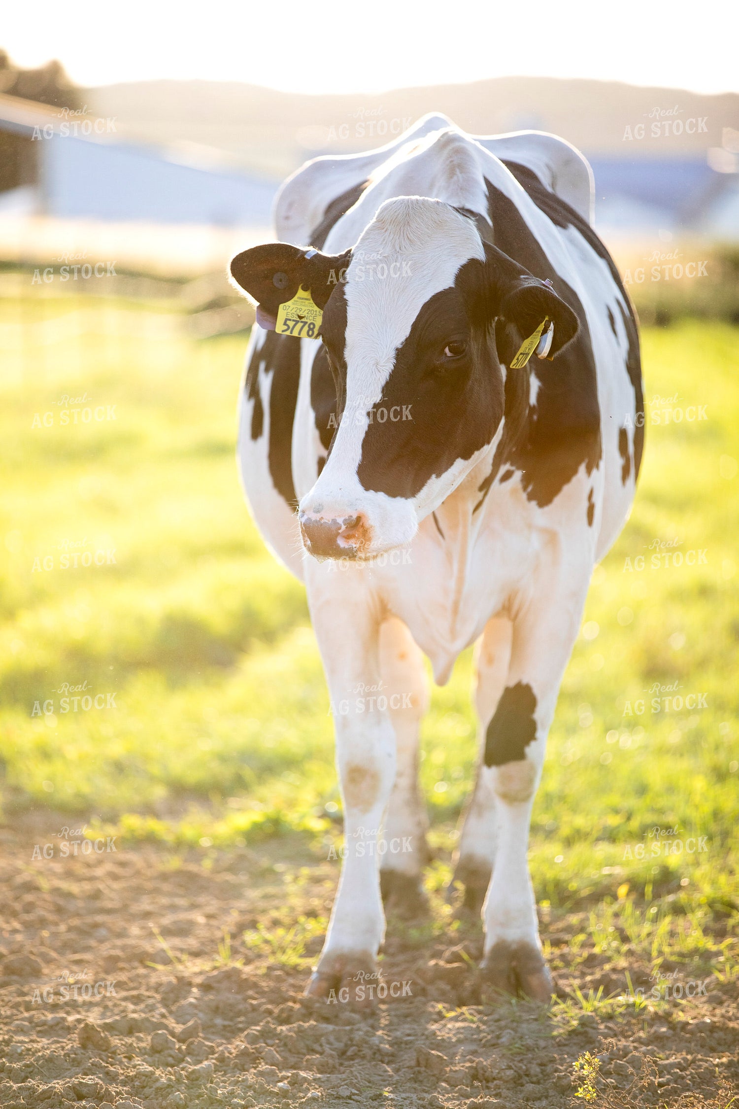Holstein Cow on Pasture 55355