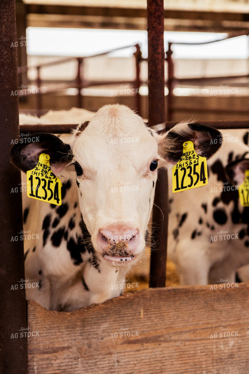 Holstein Cattle in Open Air Barn 67385