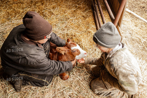 Calf with Farm Kids 155113