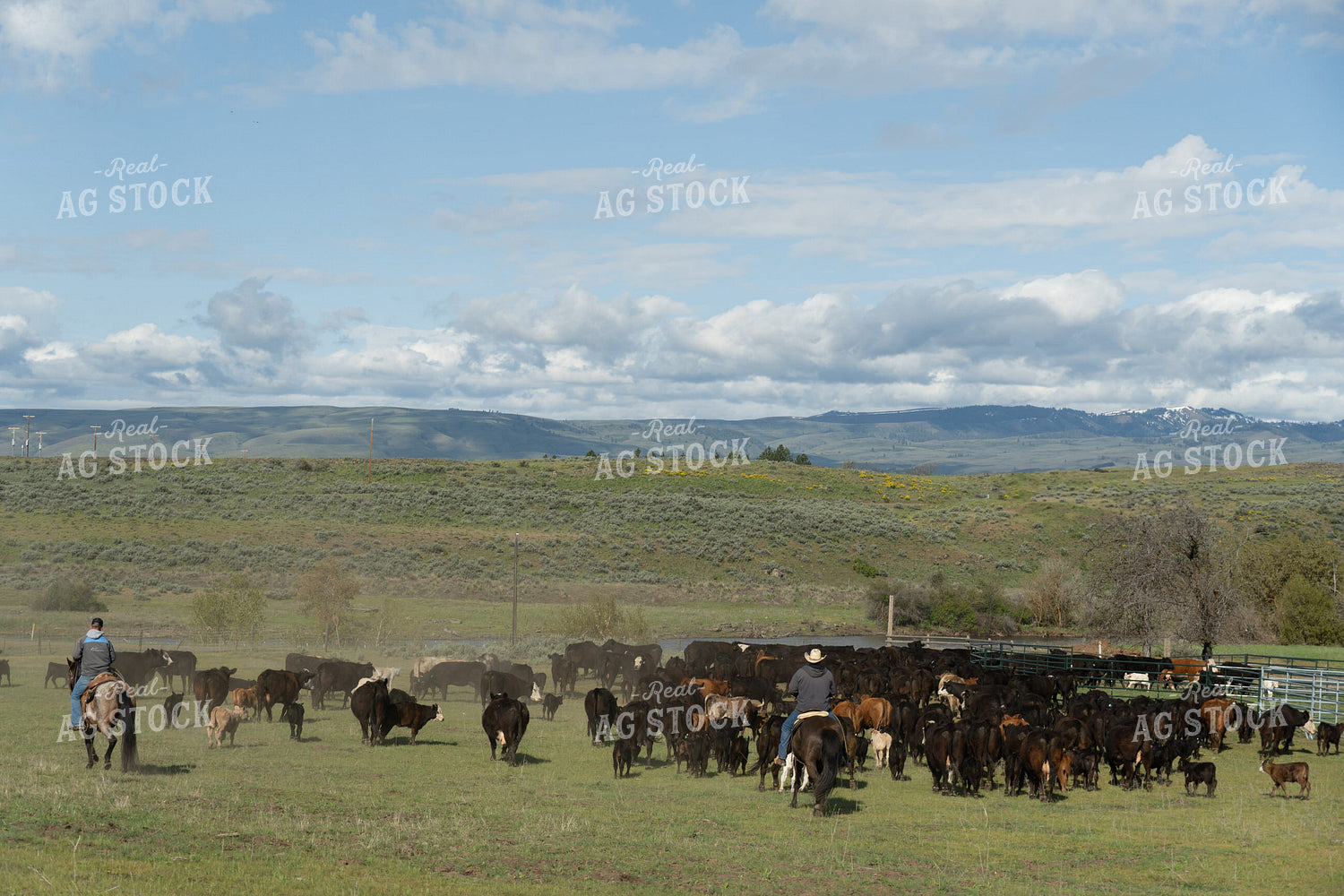 Group of Ranchers Herding Cattle in a Scenic Rural Landscape 65225