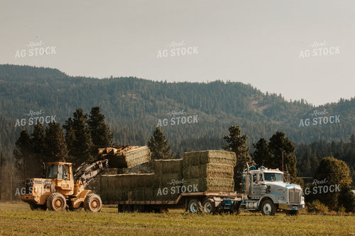 Loading Hay Bales onto Trailer 66095