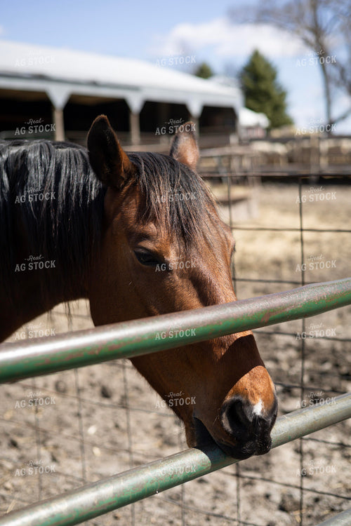 Horse 305038