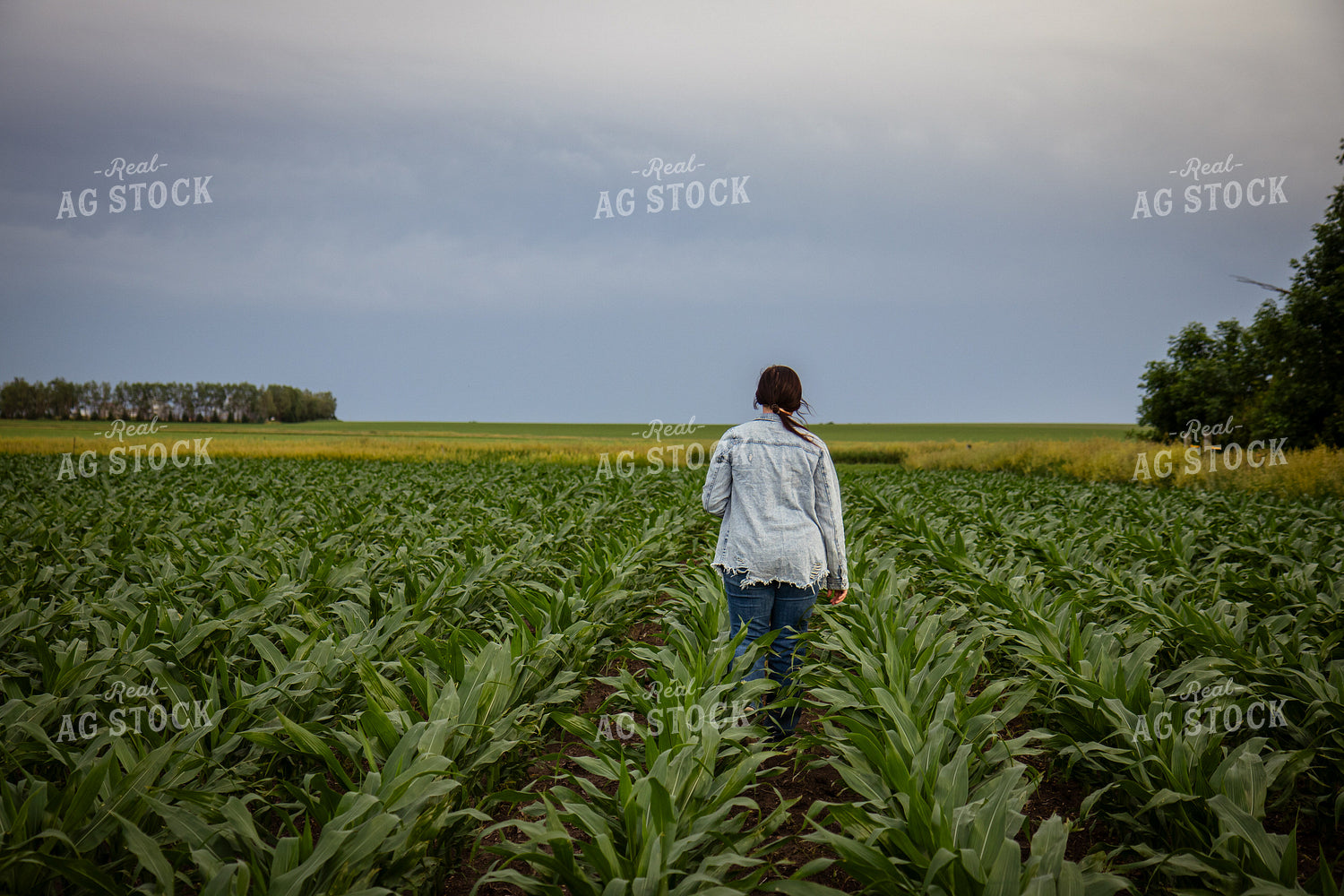 Female Farmer Checking Corn 67784