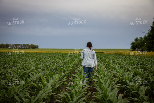 Female Farmer Checking Corn 67784