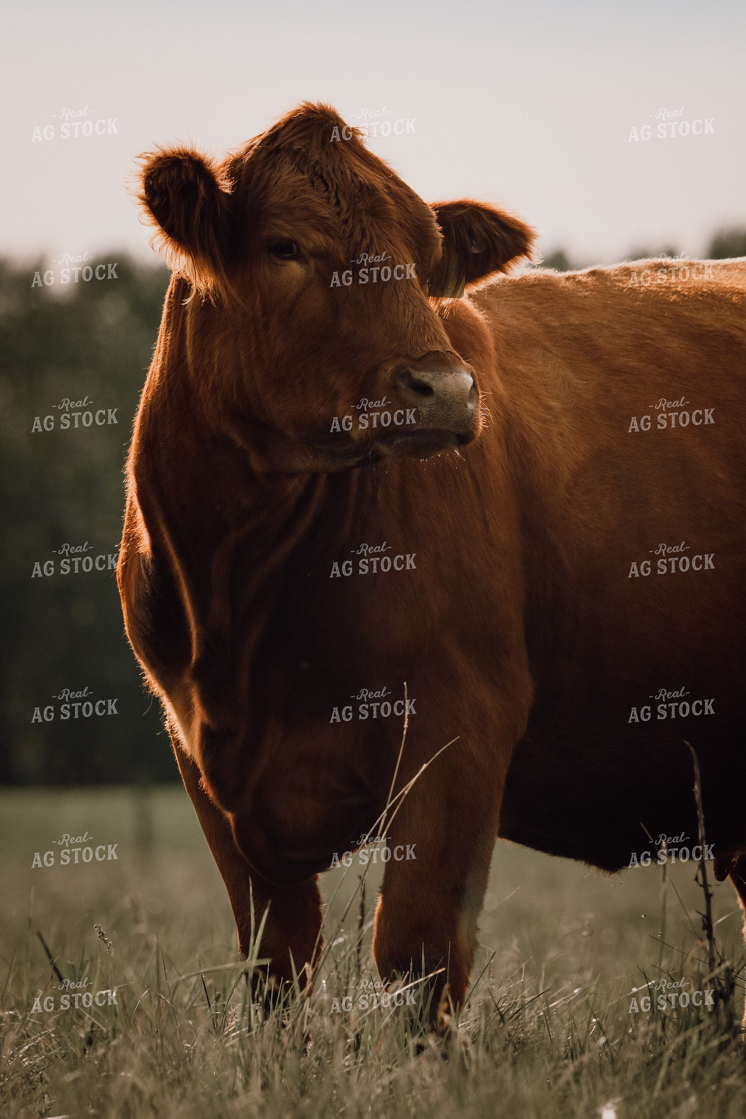 Simmental Cattle 139011
