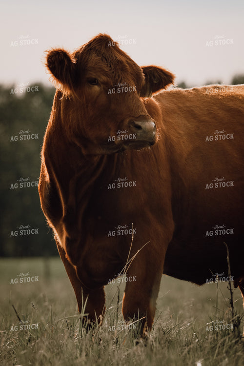 Simmental Cattle 139011