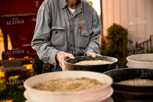 Farmer Feeding Cattle 115484