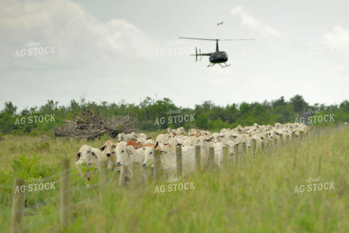 Brahman Cattle 110017