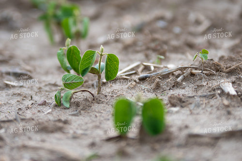 Early Growth Soybeans 50502