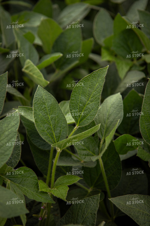 Midseason Soybeans 67811