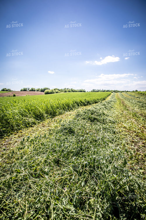 Cut Alfalfa 250118