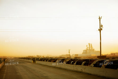 Feedyard Cattle and Feed Mill 3827