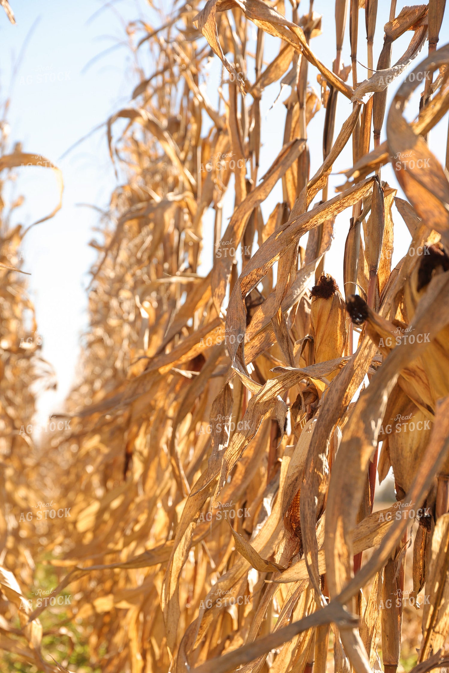 Dried Corn Field 52482