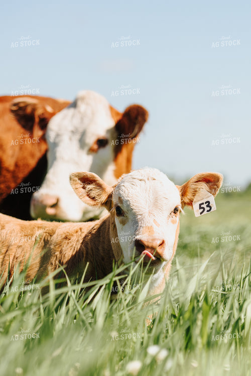 Hereford Cow and Calf in Pasture 68051