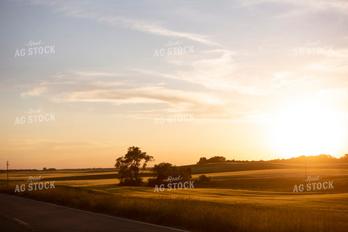Wheat 2127