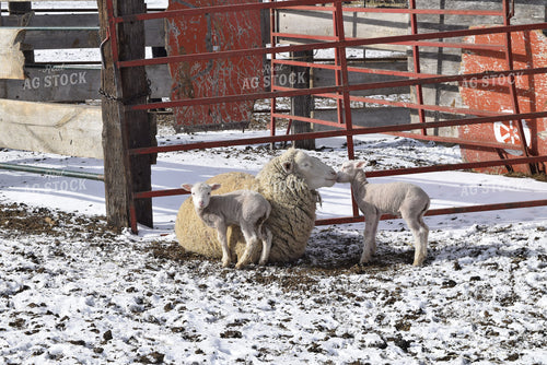 Ewe and Lambs 284001