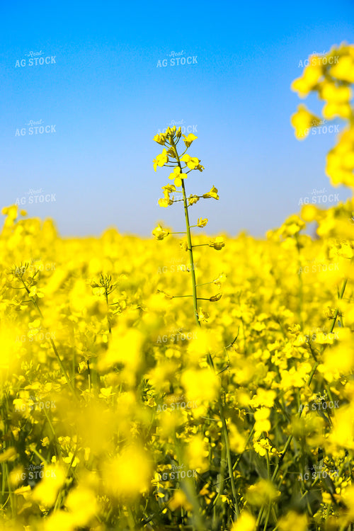 Canola Field 187362