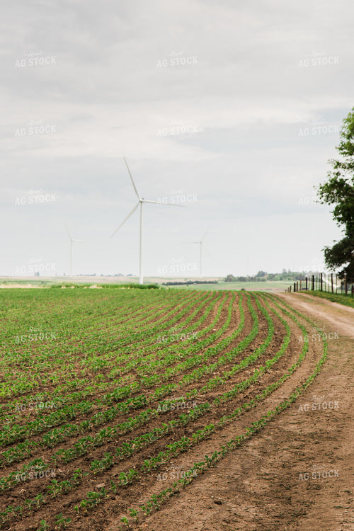 Early Growth Soybeans 67802