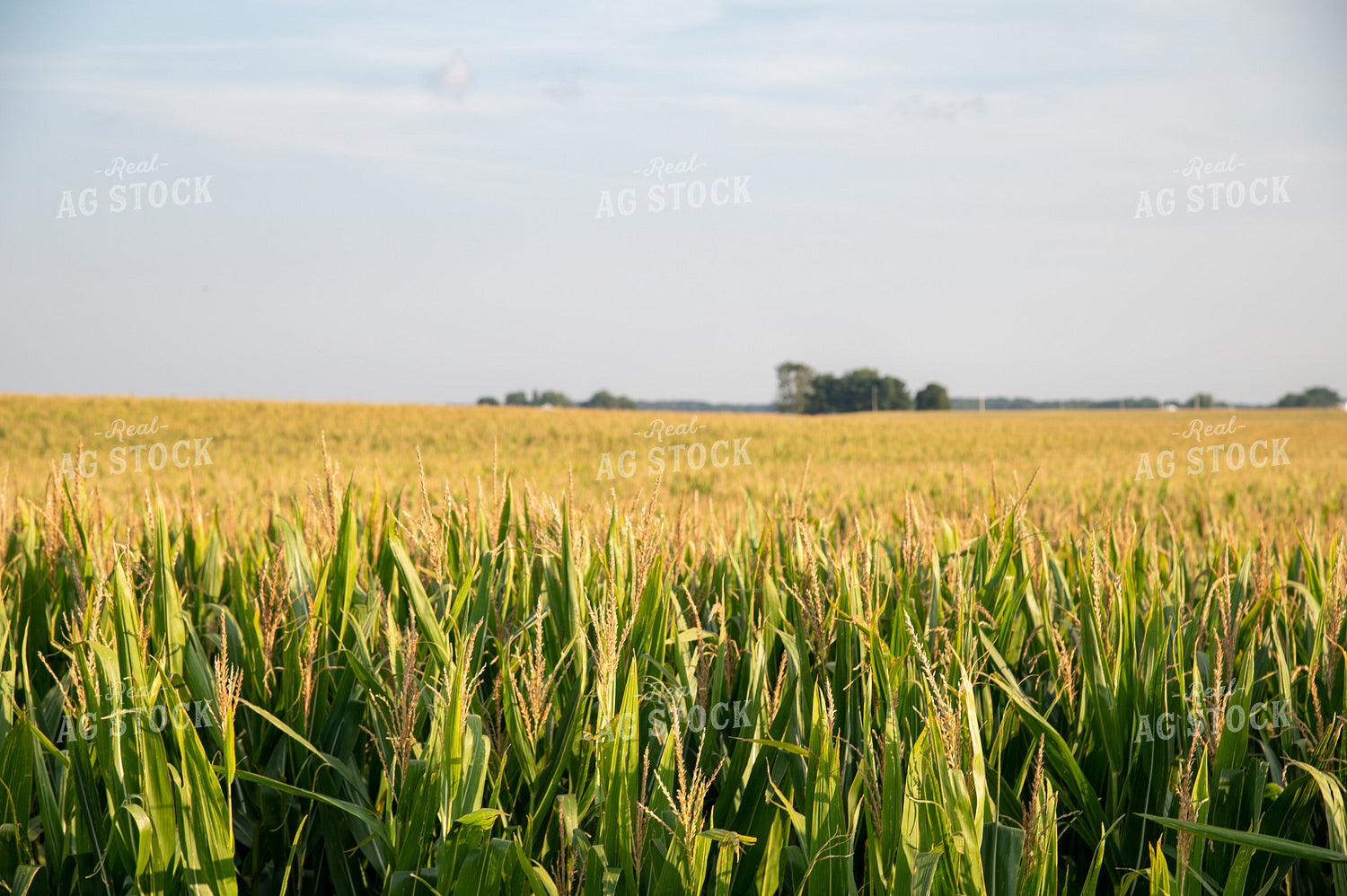 Golden Corn Tassels at Sunset 25006