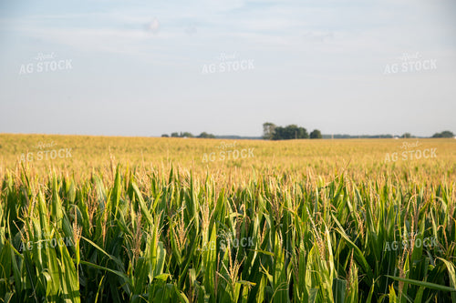 Golden Corn Tassels at Sunset 25006