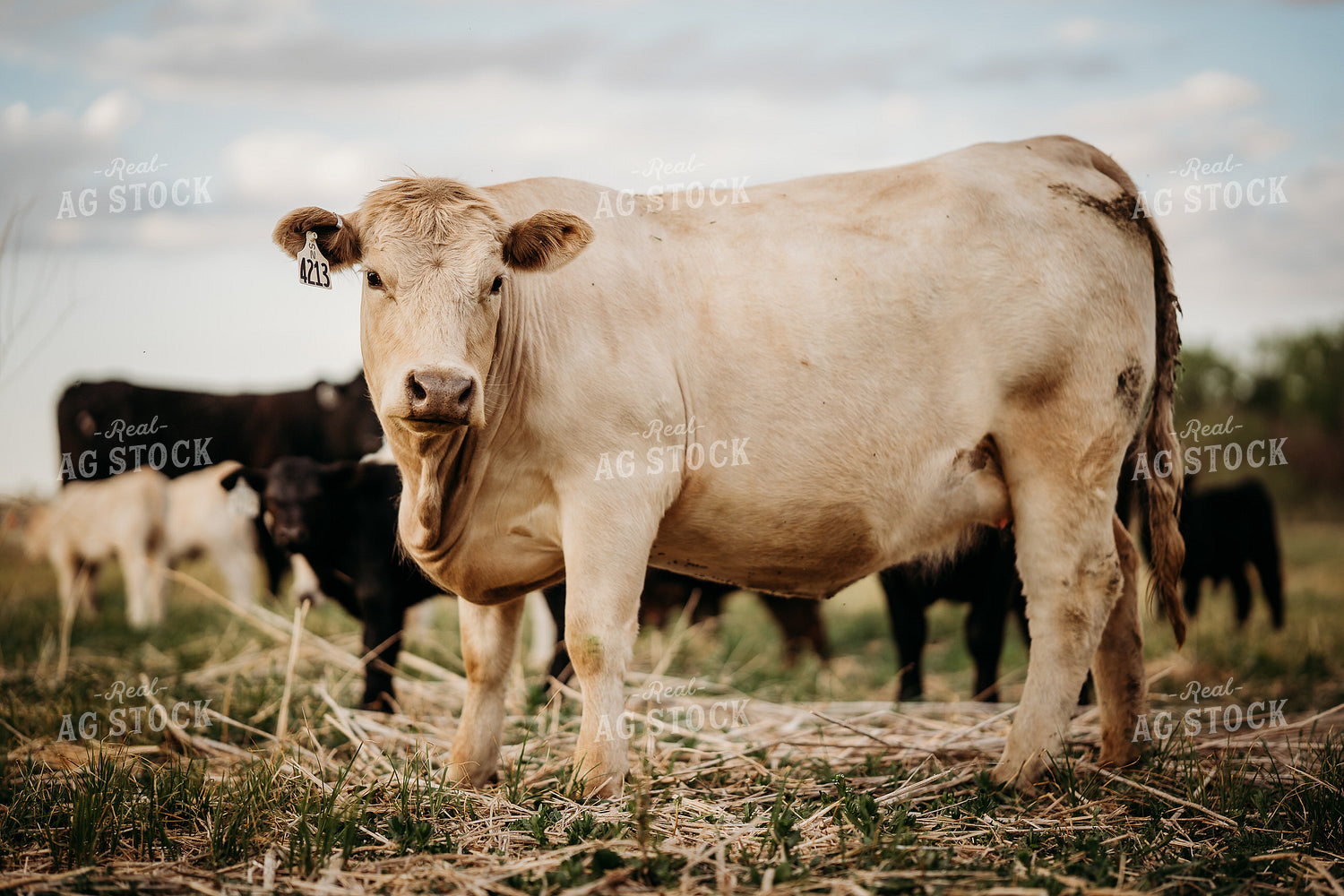Charolais Cow on Pasture 196299