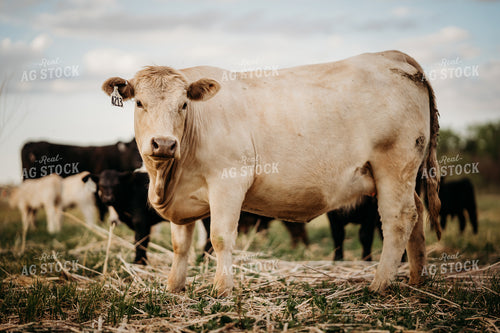 Charolais Cow on Pasture 196299