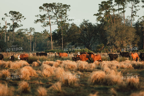 Florida Ranch 7277