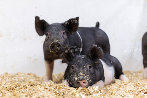 Hampshire Piglets 233025