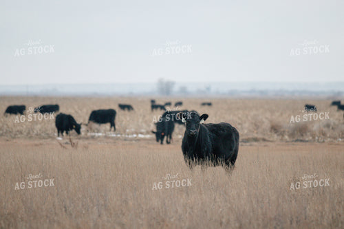 Angus Cattle in Pasture 72019