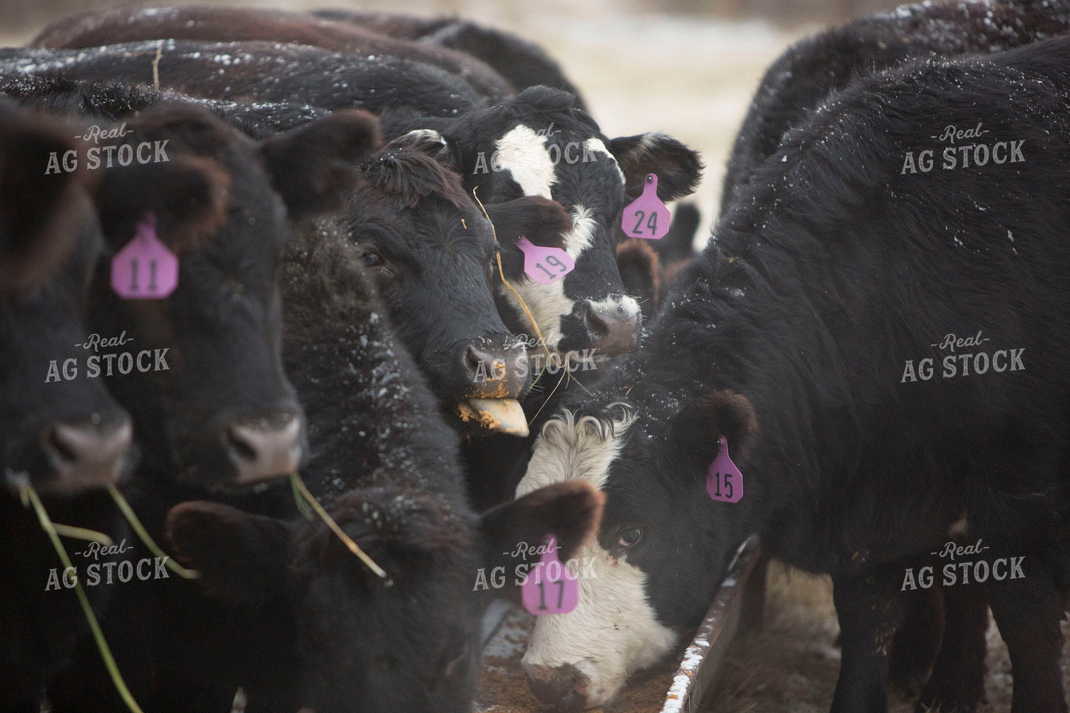 Cattle 1638
