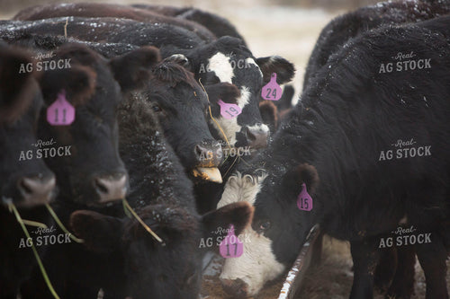 Cattle 1638