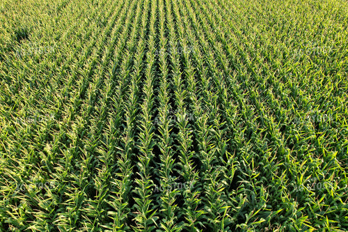Aerial of Cornfield 261081