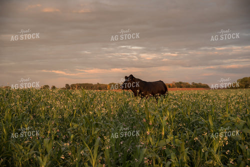 Cattle in Cover Crops 76391