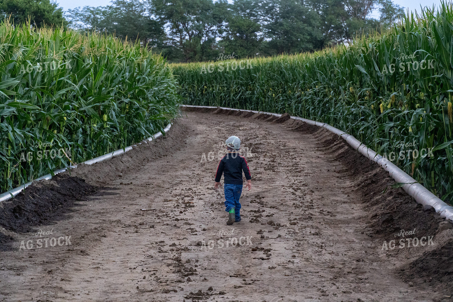 Farm Kid Walking in Furrow Irrigated Corn Field 65422