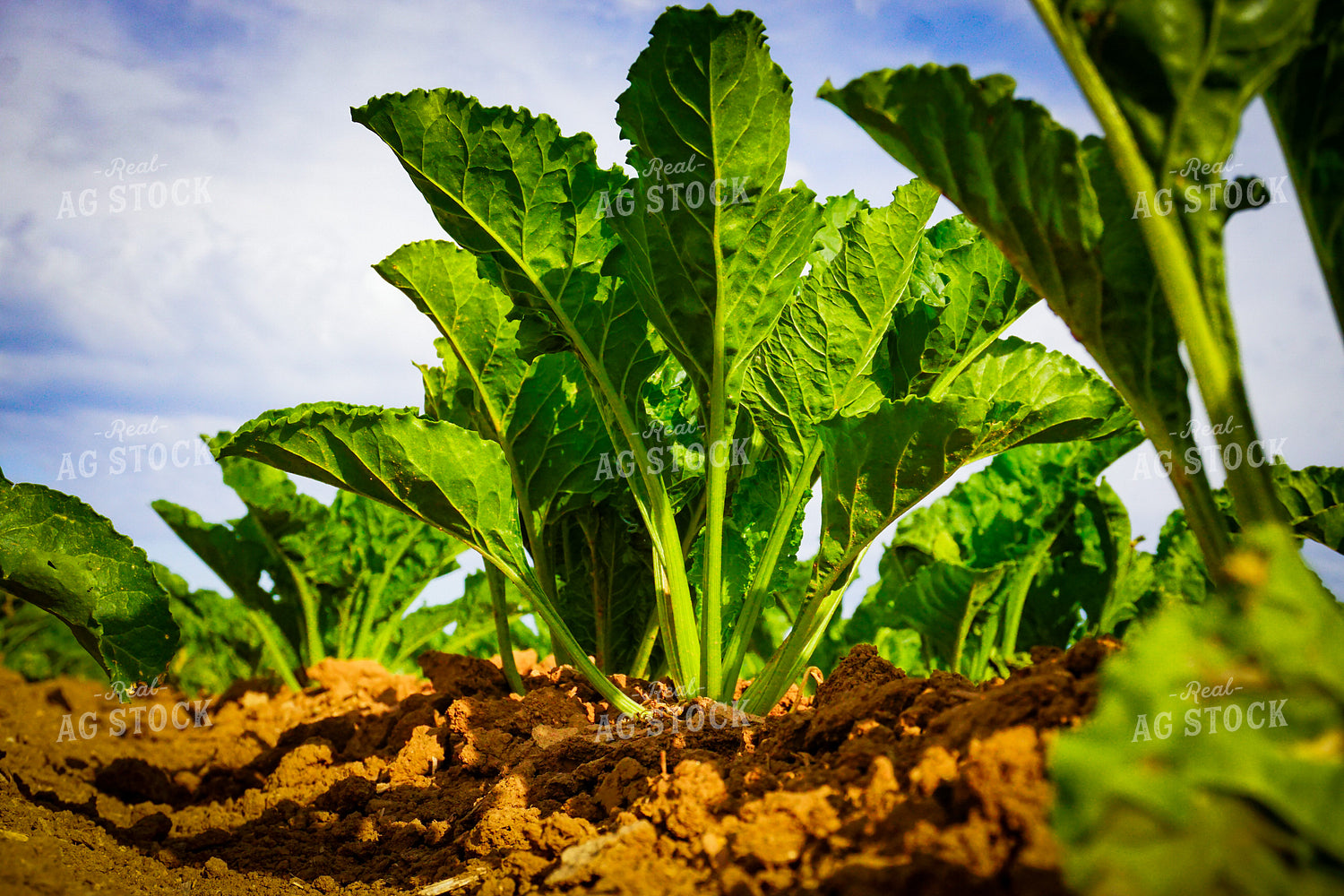 Sugar Beets 148002