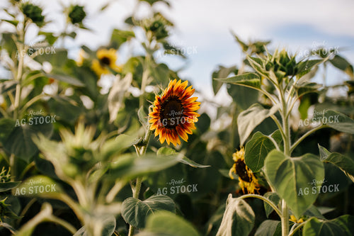 Sunflower Plant 68121