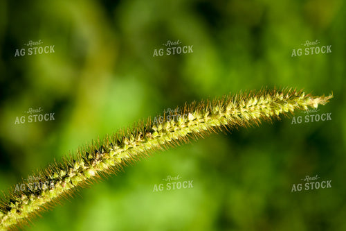Foxtail 191290