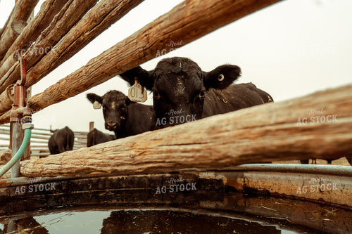 Angus Cattle Drinking Water 58149