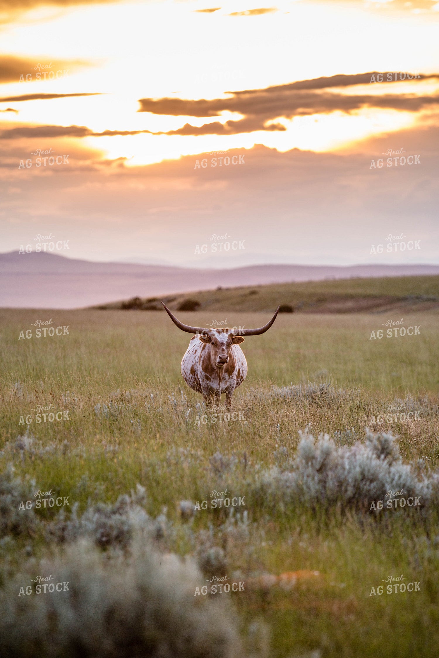 Longhorn Cattle on Pasture 81150