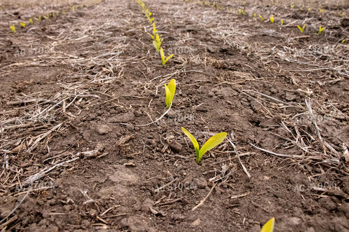V1 Early Stage Corn 67092