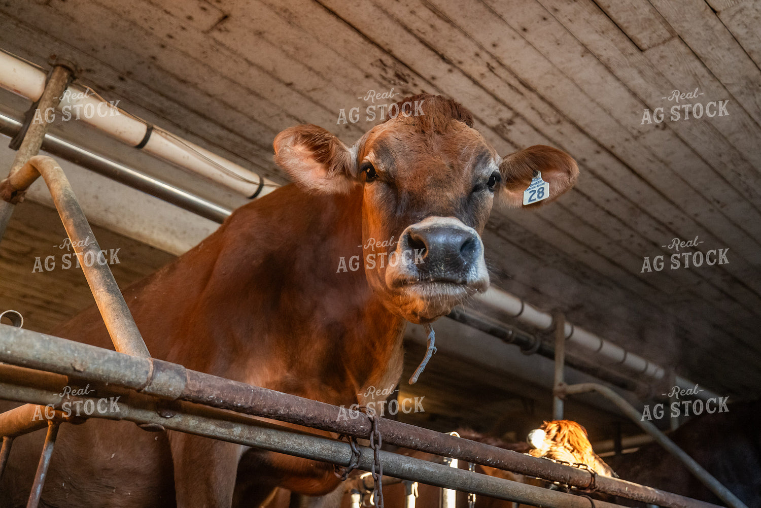 Jersey Cow in Dairy Barn 270679