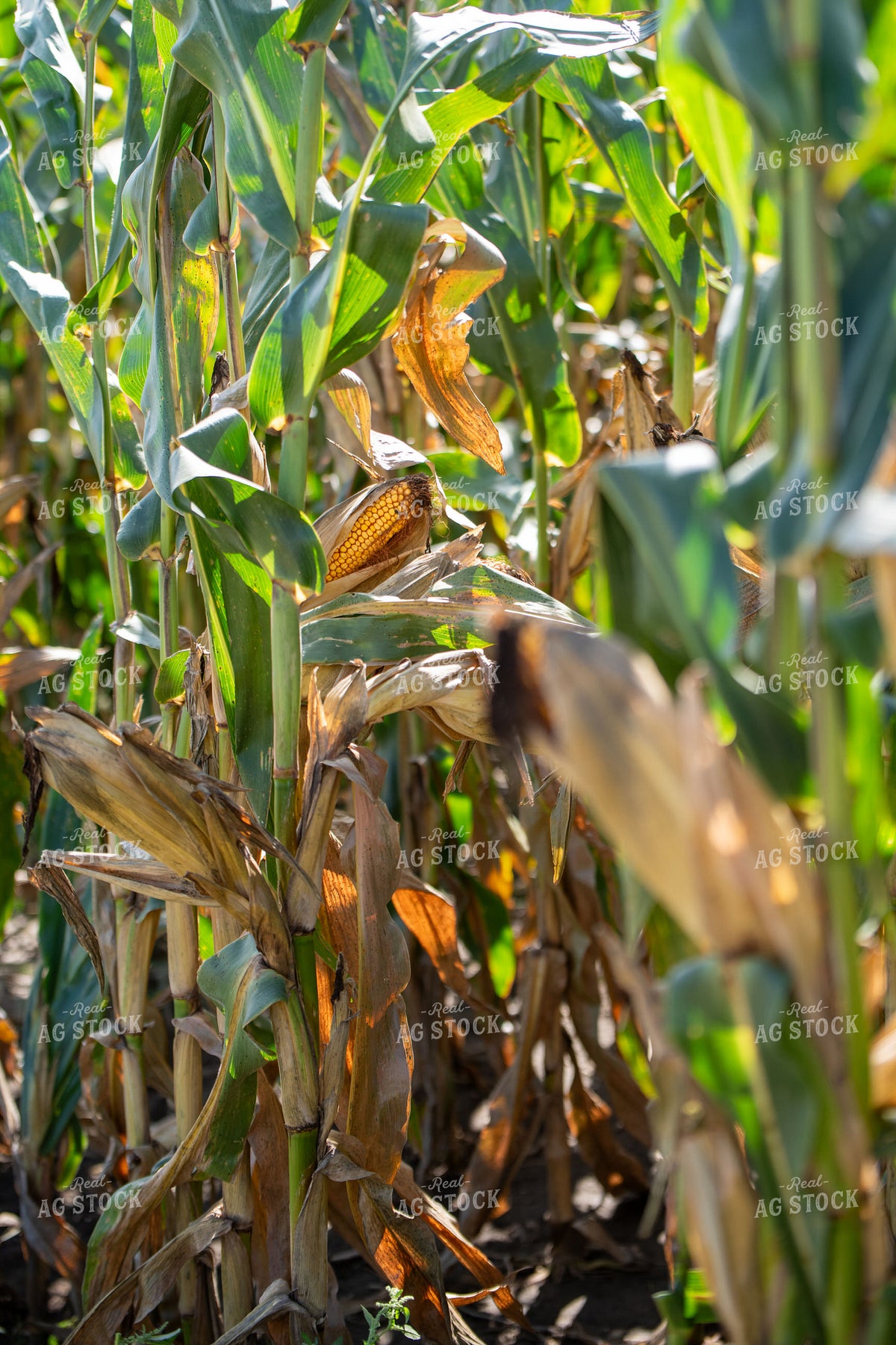 Corn Field 193109