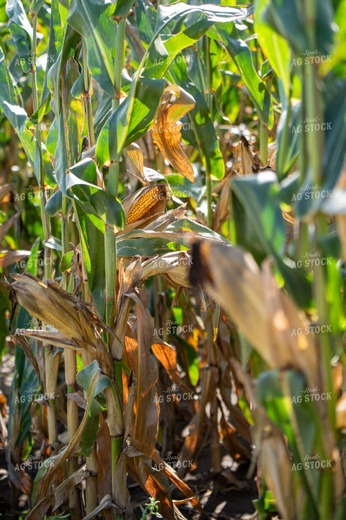 Corn Field 193109