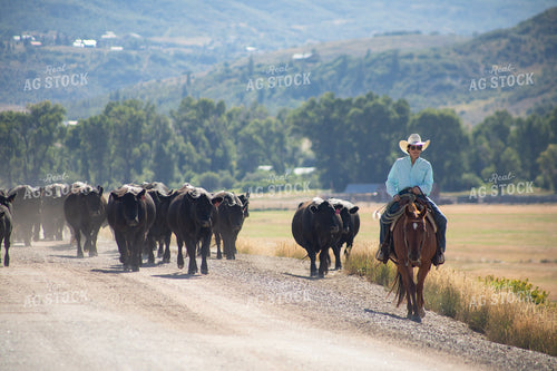 Cowboy on Cattle Drive 117414